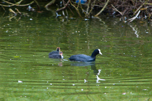 Coot and chicks afloat