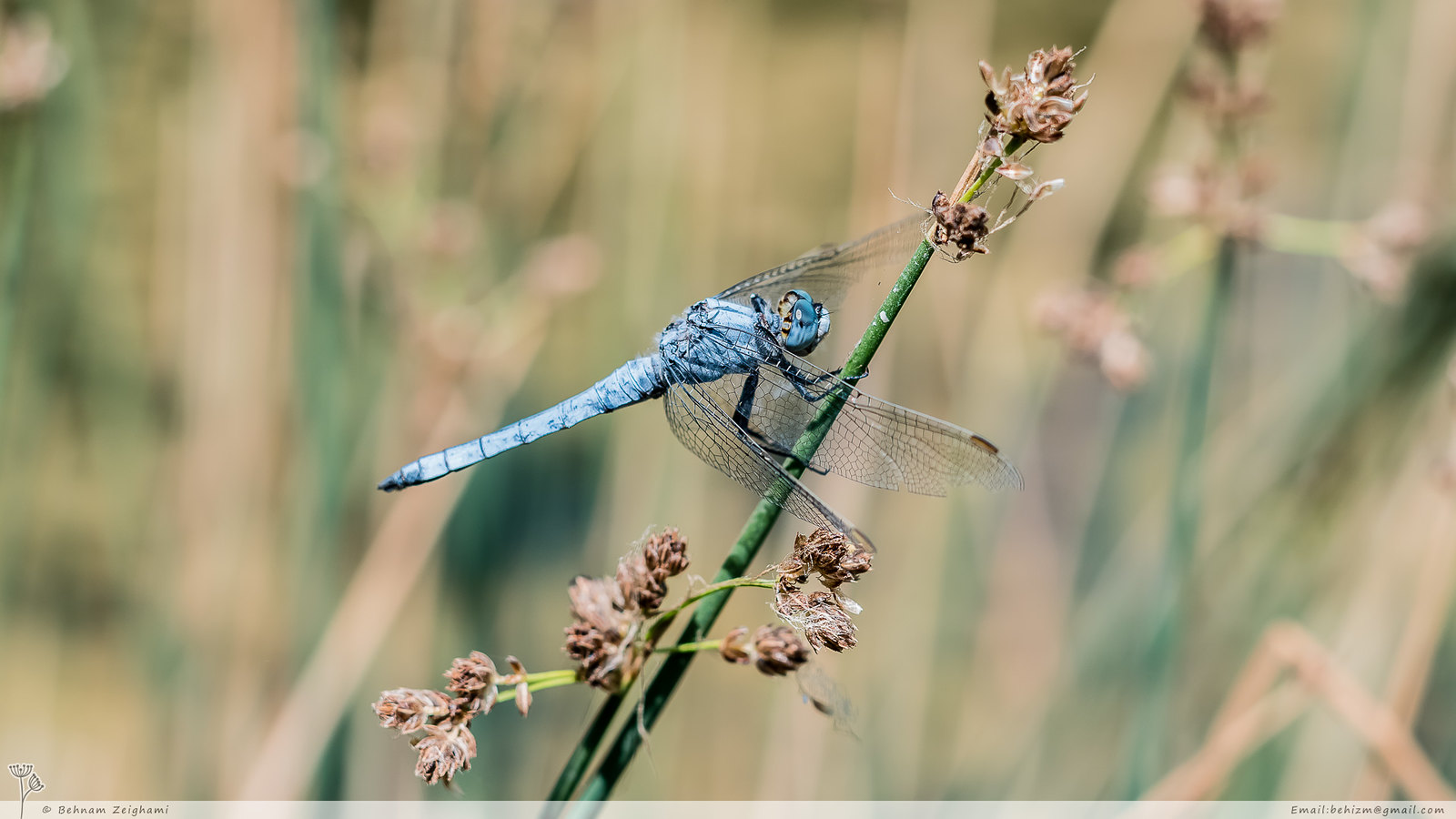Tired Dragonfly
