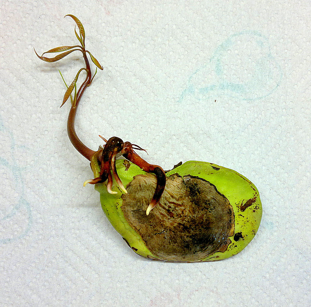 Germinated Mango Seed Mango Seed After I Wrapped It In A M Flickr