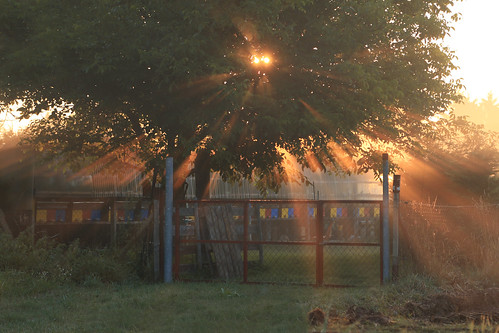 morning light sun mist tree grass sunrise canon fence eos gate tent bee rays hive ef hives 6d 24105