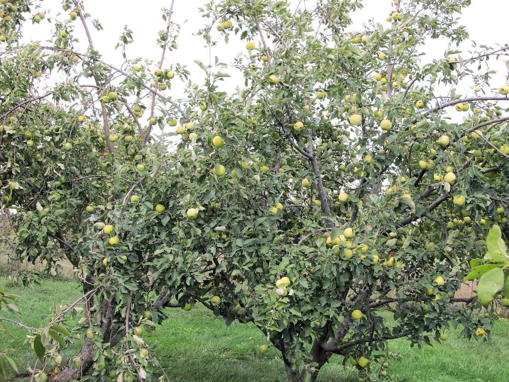 Granny Smith Apple Tree