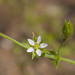 Flickr photo 'Arenaria serpyllifolia PCB407-C02' by: Sarah Gregg Lynkos.