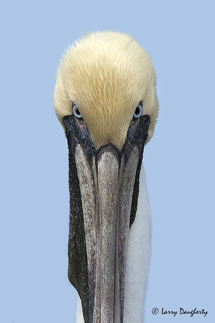 There he goes again!!!  He's practicing Pelican Hypnosis!!!!.............D800
