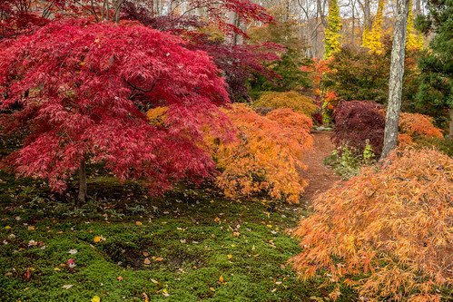 Japanese Maples | by bob_plotkin