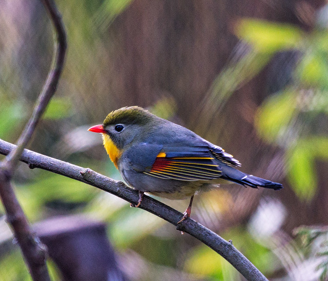 Red-billed Leiothrix (Leiothrix lutea) at Woodland Park Zoo (4)