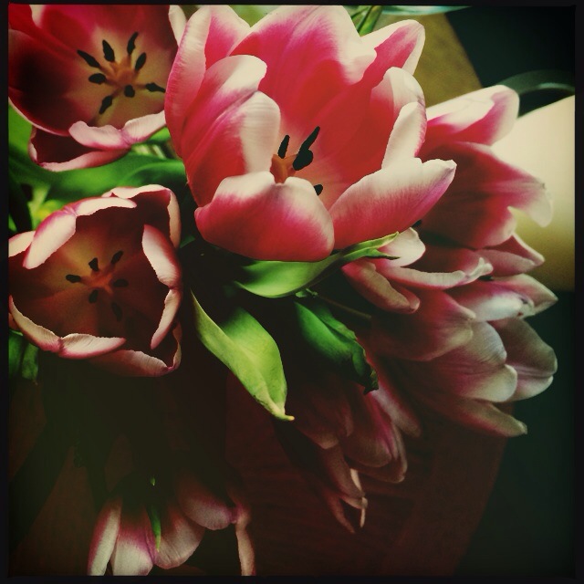 Tulip season #tulips #spring #flower #springflowers #color