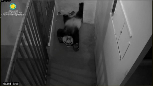 What a ferocious yawn for a little cubbie. Attribution: Smithsonian's National Zoo | by helenwoo555