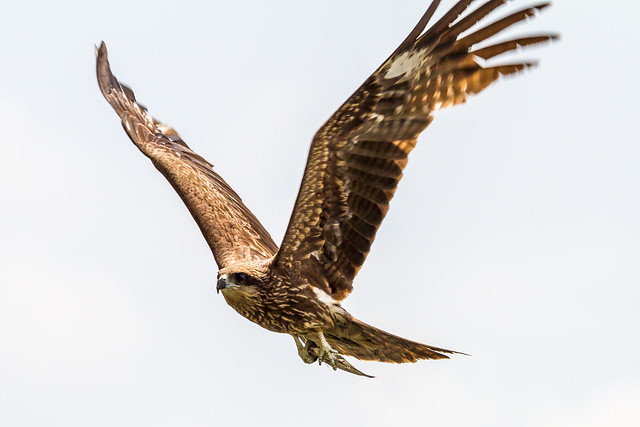 “V: 麻鷹捕魚記 Black Kite (Milvus migrans) Goes Fish-Hunting” / 自然之形 Nature Forms / SML.20130509.7D.41640