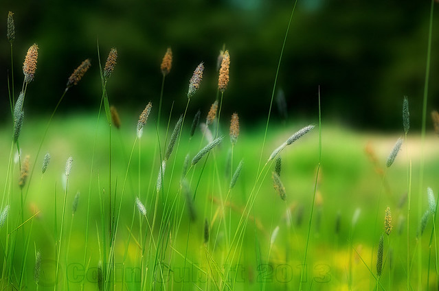 Summer grasses