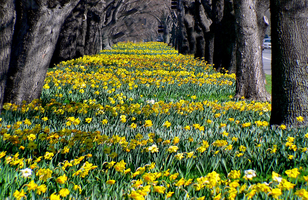 Spring Time In Christchurch Winter Has Had It S Turn So Flickr