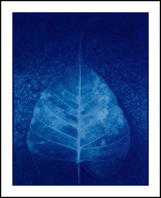 Bodhi tree leaf - sunprint