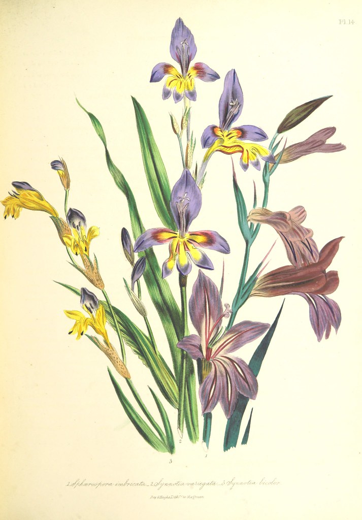British Library digitised image from page 109 of 