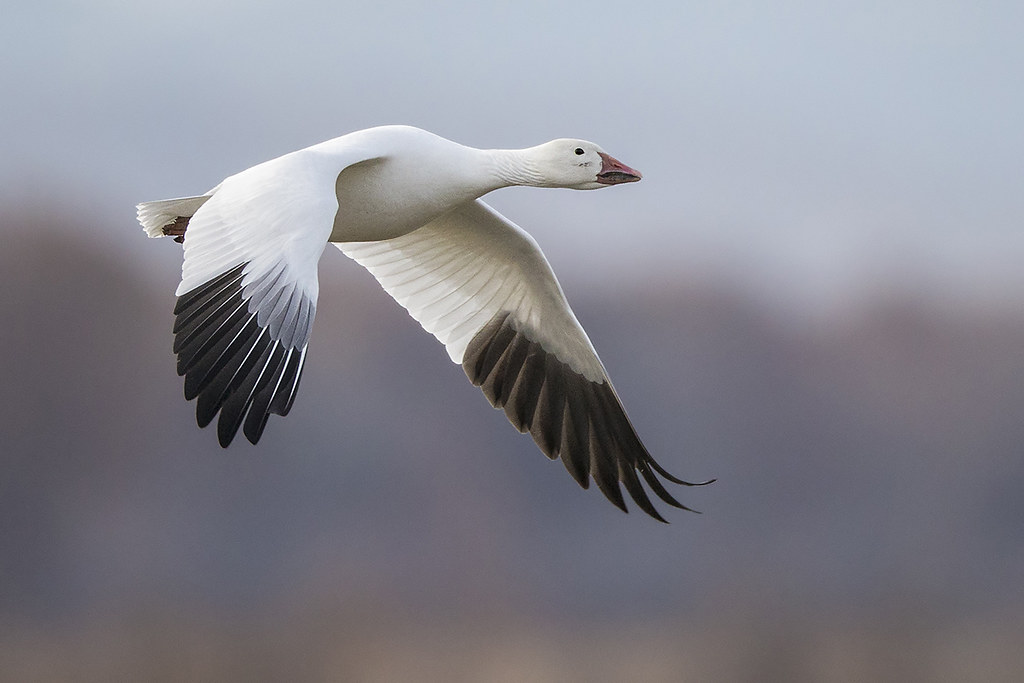 In-flight Snow Goose