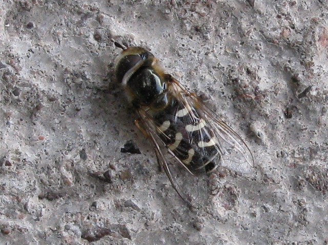 Dundee Hoverfly