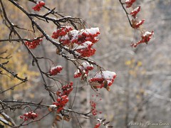 Snow berry (Rowan)
