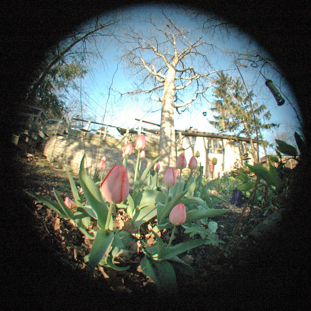 tulips in the yard