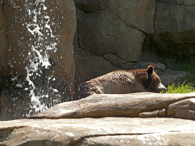 North Carolina Zoo 05-29-2011 - Grizzly Bear 2