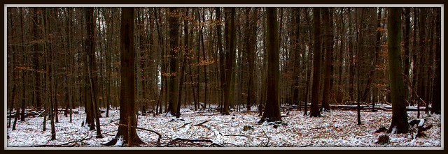 Winter Wald 2