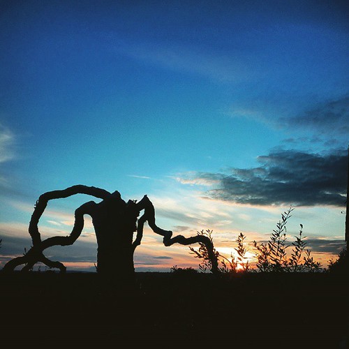 #sunset #puglia #murgia #ulivi #landscape by Giovanni Chiaia (aka Kiace), square squareformat perpetua iphoneography instagramapp uploaded:by=instagram