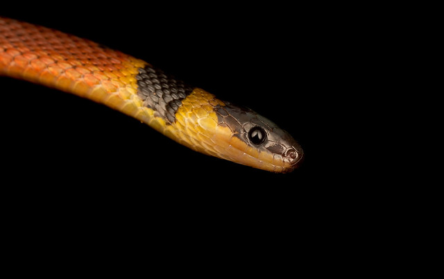Small unidentified snake at chilimate costa rica