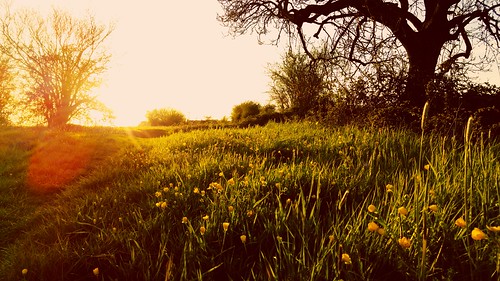 uk flowers sunset tree field rural landscape g4 lg smartphone wiltshire chippenham