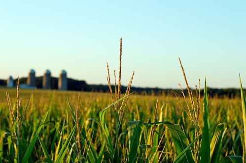 sunset rural corn cornfield farm wheat silo silos narrowdepthoffield