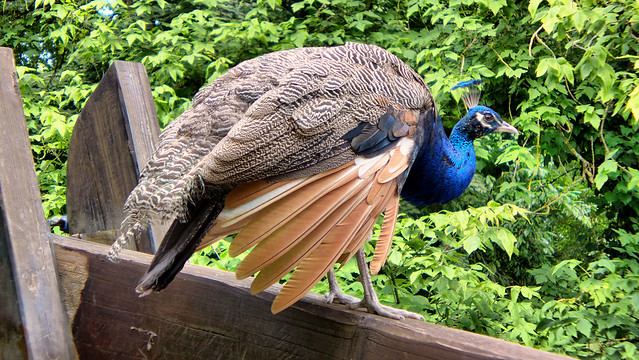 Peacock at Clos Lucé