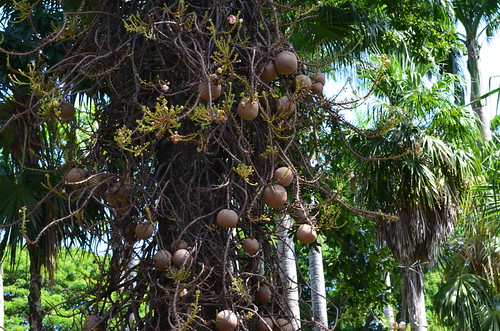 George Brown Botanical Gardens, Darwin | by dok1969