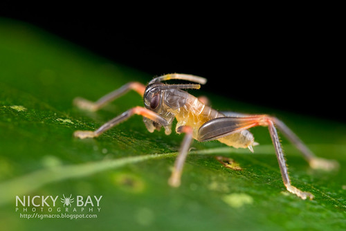 Raspy Cricket (Gryllacrididae) - DSC_8621 | Nicky Bay | Flickr