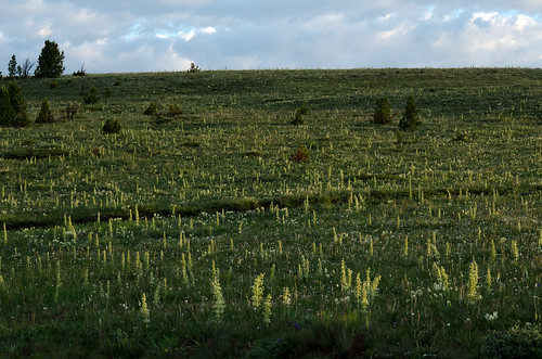 montana sidelight frasera kingshill greengentian monumentplant fraseraspeciosa