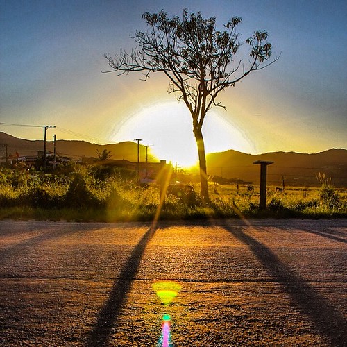 Memories #brasil #march #2013 #sunset #fliripa #memory by MihaOblak, road floripa sunset brazil vacation holiday tree nature brasil square march cow cows great florianop