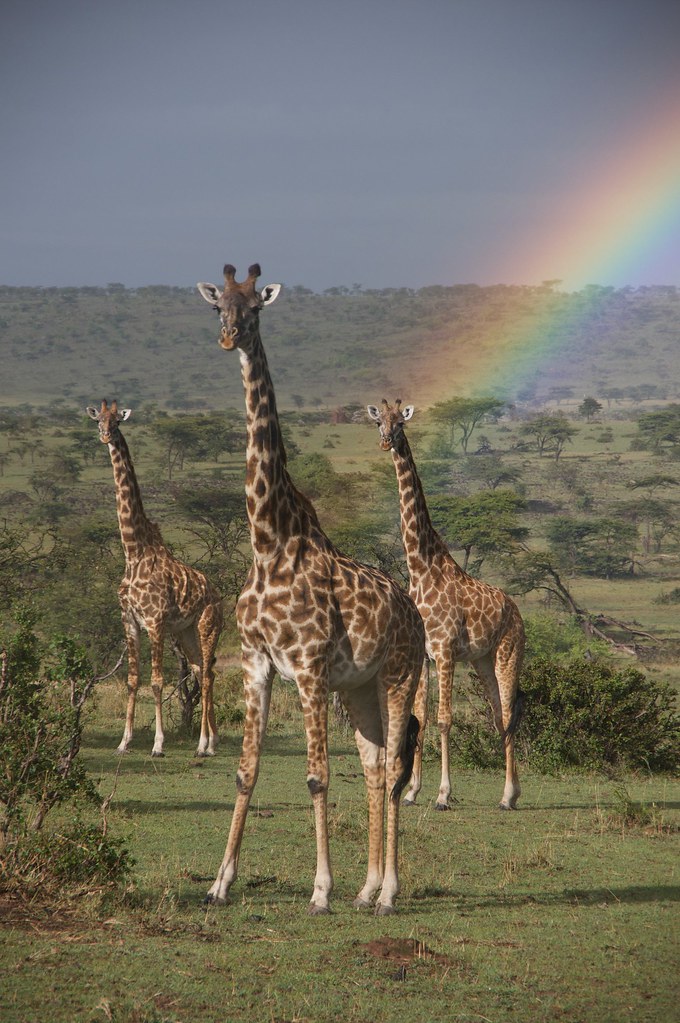 Ареал обитания жирафа. Жираф. Высокий Жираф. Жирафы в Африке.
