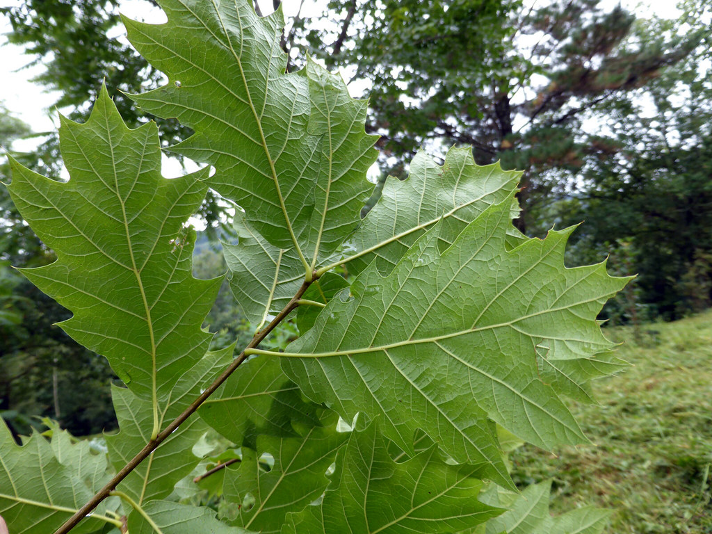 Quercus 'Chocha' (FAGACEAE)