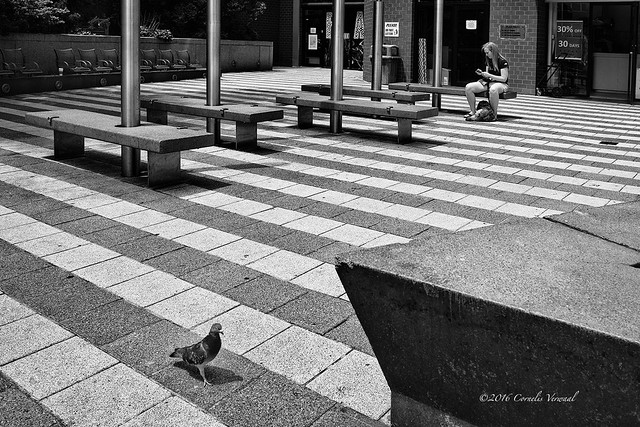 A Pigeon, a Girl and a Striped Plaza