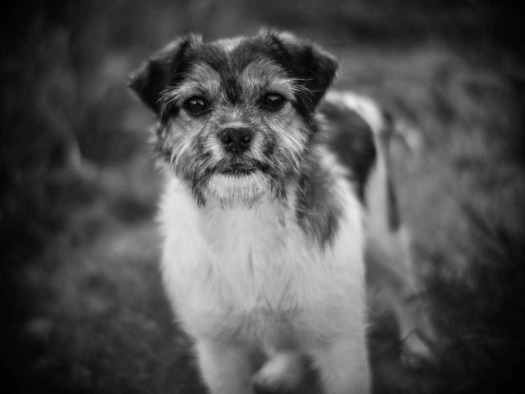 Black and white photo of a dog looking at the camera