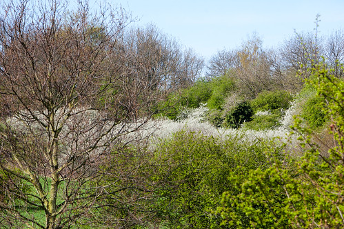 Blackthorn bushes in  flower