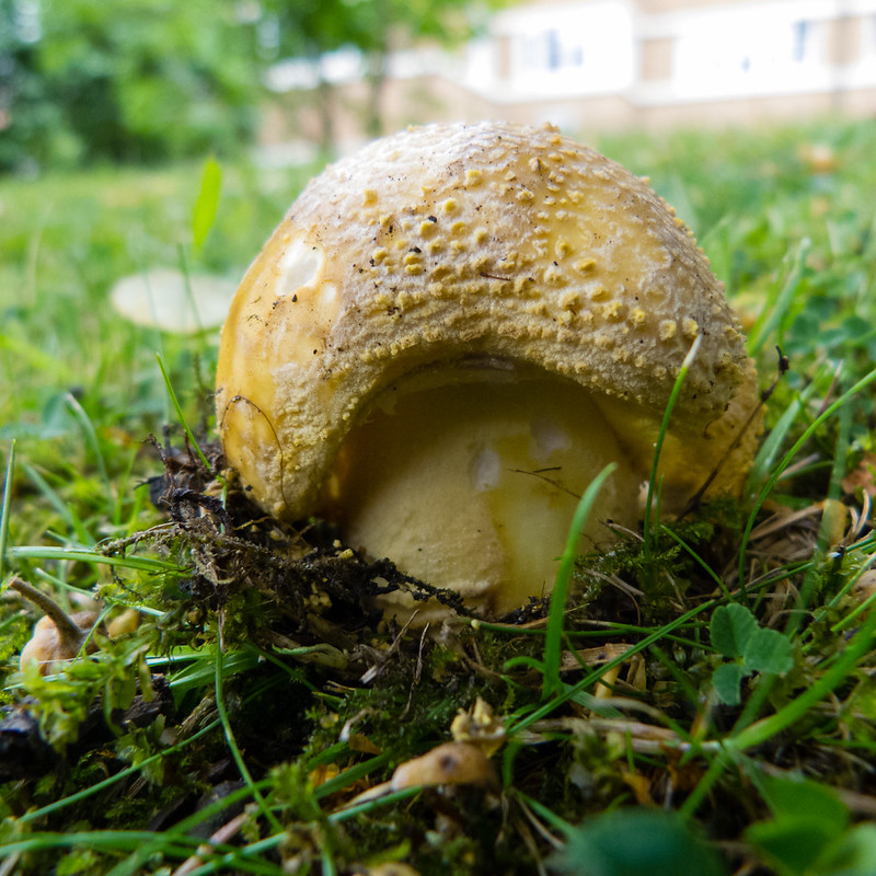 Grey spotted amanita