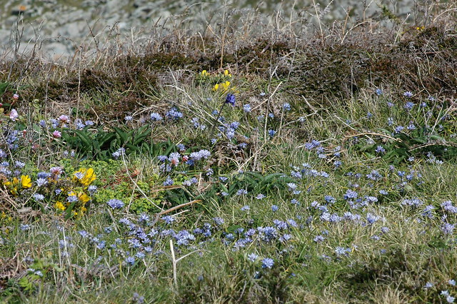 Calluna vulgaris heathland with Scilla verna (Spring squill / sterhyacint)