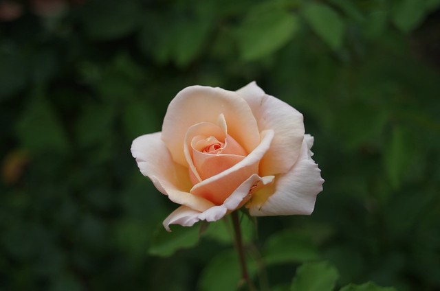 Gentle Rose