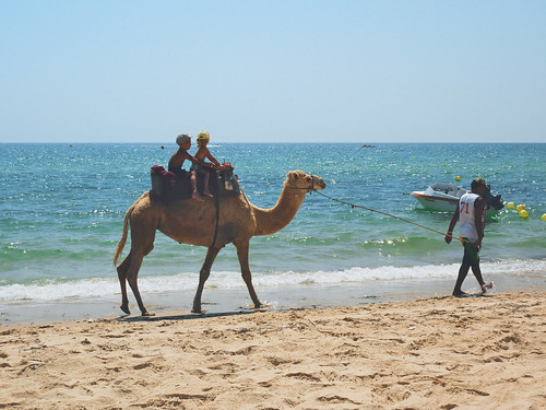 trip travel sea sky tourism beach animal kids sand fav50 tunisia walk horizon camel hammamet fav10 fav25 vsco samiraclub vscofilm
