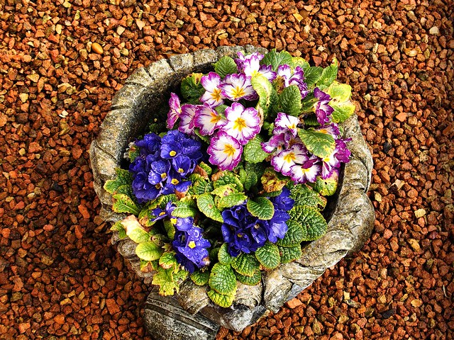 Pot of flowers from above