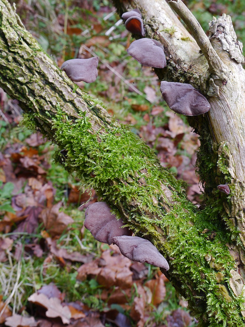 Jew's ear fungus (Auricularia auricula-judae), Abbey St Bathans oak woods