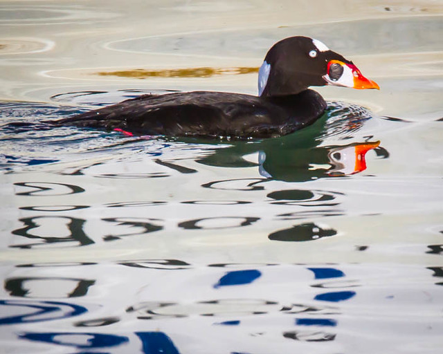 Surf Scoter and nice water