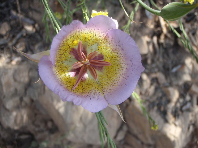 Calochortus weedii var intermedius (Foothill Mariposa Lily)