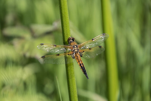 dragonflies fourspottedchaser