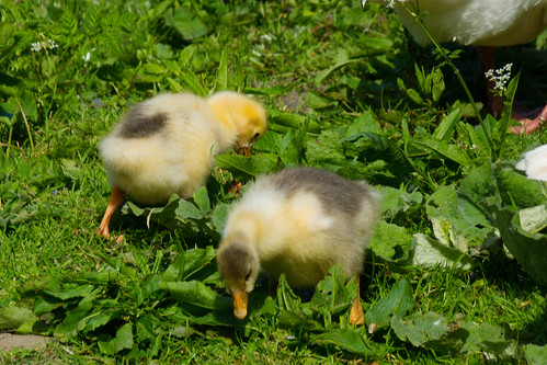 Goslings eating grass, Bridgnorth