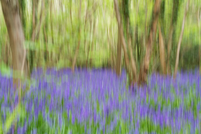 bluebells blurred