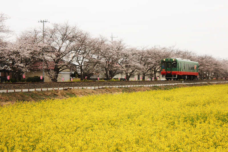 真岡鉄道の菜の花と桜並木
