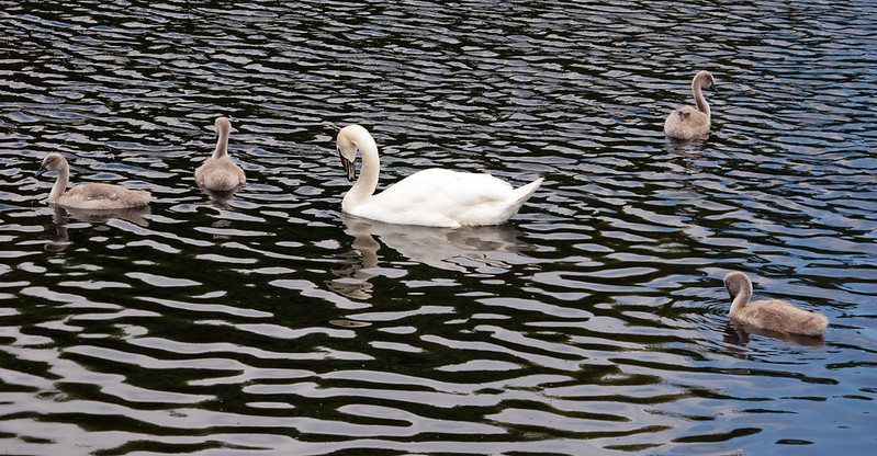 Swan and cygnets, Perton pool