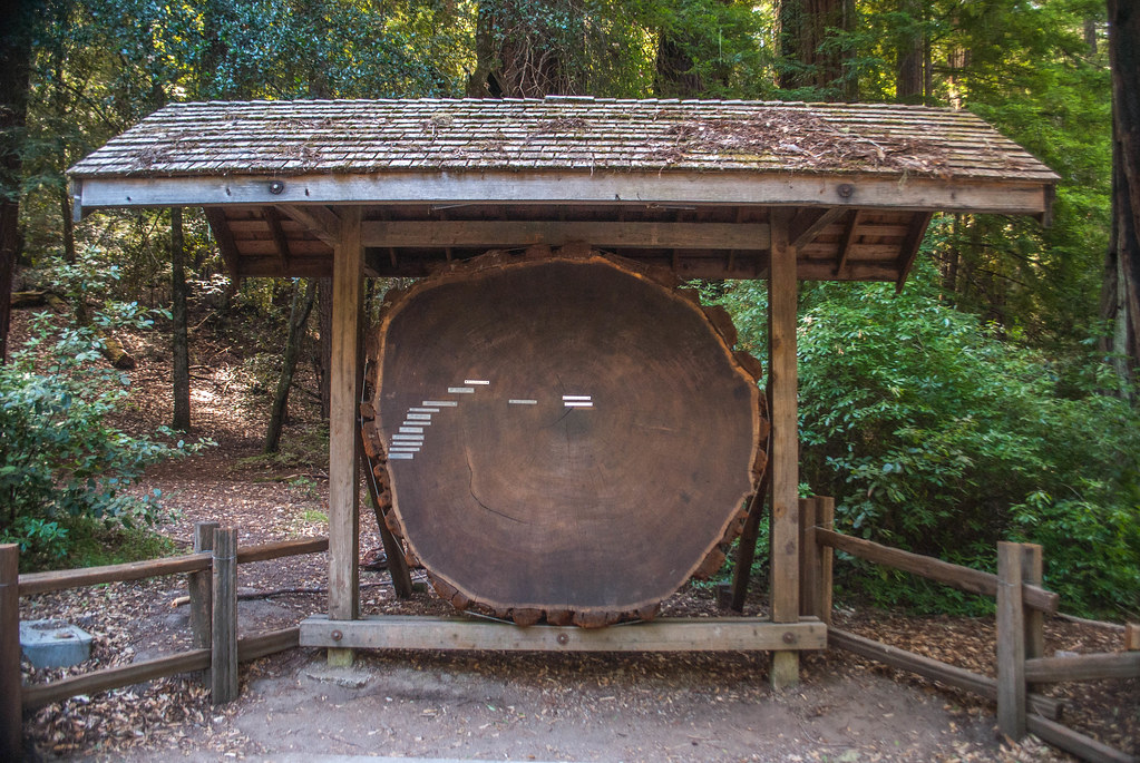 Big Basin vs Muir Woods: Exploring Majestic Redwood Forests